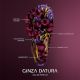 SHISEIDO GINZA DATURA EDP 50